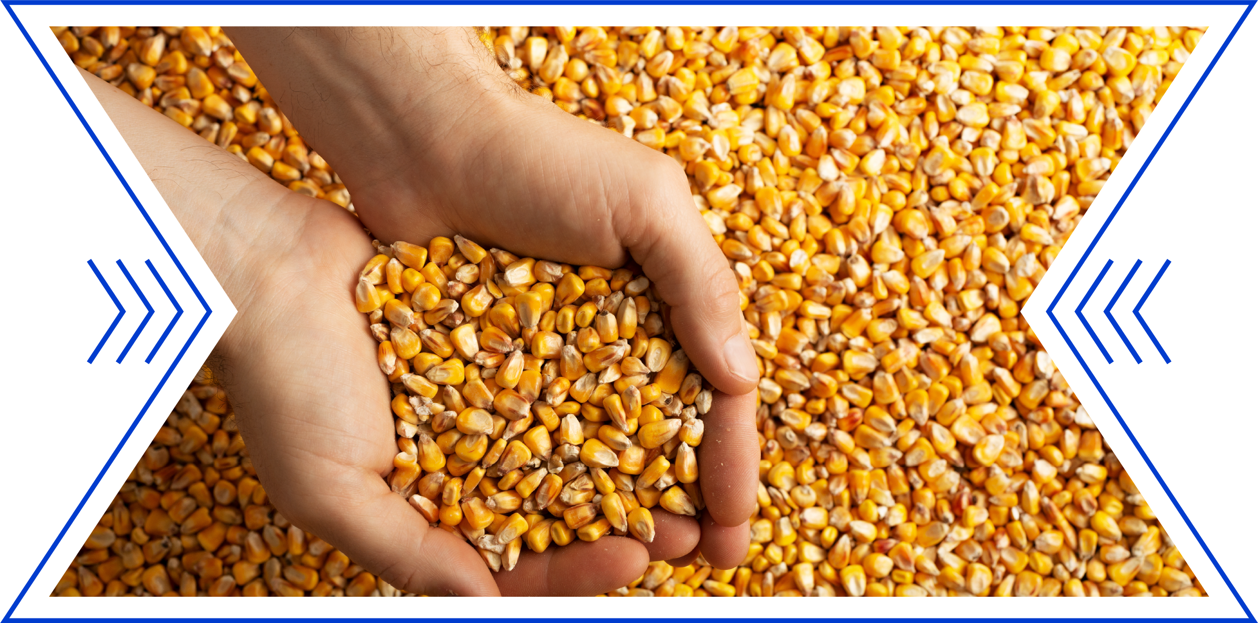 Hands holding corn kernels