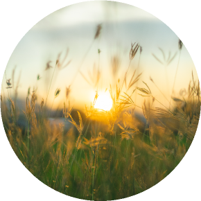 Field of wild flowers